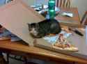 Crying pizza cat