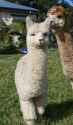 a1abd1164d54395550b39e13073a4057--baby-alpaca-baby-boy