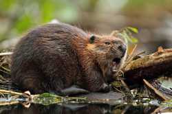 beaver