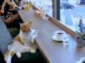 cat-cat-cafe