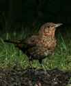 20070718_d35_20070629_1921_008 fb2 juvenile blackbird(r+mb id@576)