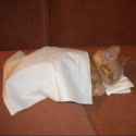 cat sleeping with tissues