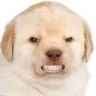 dogger