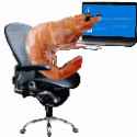 shrimp-working