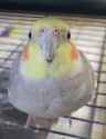 cockatiel