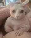 kitty