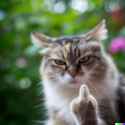 a-cat-giving-you-the-middle-finger-v0-gkjocbgdsuja1-3782951529