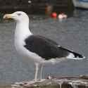 goeland.marin_reconnaitre