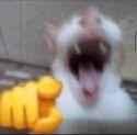Cat laughing