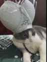 pope cattus DCIV