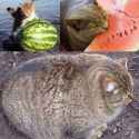 Cat melon