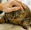Cat pet
