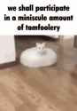 Cat tomfoolery