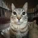 cat0923840293