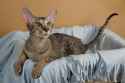Khajiit is all ears