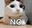 no-cat-2061734240