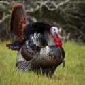 Male_wild_turkey_(Meleagris_gallopavo)_strutting