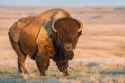 bisongoodweb