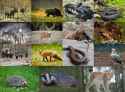 swedistan animals