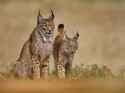 iberian lynx