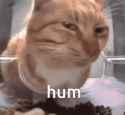 cat-hum