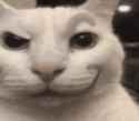 evil-ambrz-cat