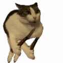 stabby-cat