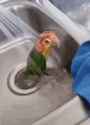 bird-shower