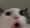 1740121510402591
