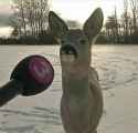 Deer interview