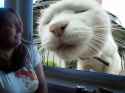 sniffs