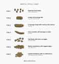15970-bristol-stool-chart-1296x1394-english-body[1]
