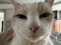 suspicious cat