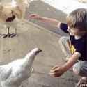 birds-chicken