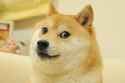 doge-1200x800
