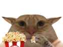 gusic popcorn