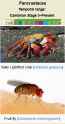 Screenshot 2025-07-15 at 21-46-29 Pancrustacea - Wikipedia