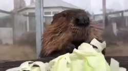 Beaver lettuce