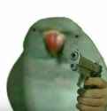 gun