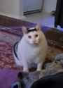 Confusion_of_a_Cat,_pretty_silly_tho