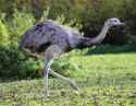 Nandu_Rhea_americana_Tierpark_Hellabrunn-1.jpg
