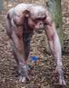 this-chimpanzee-without-hair-looks-like-its-on-steroids-v0-z685udbnknga1.jpg