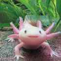 43 KB