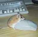 126 KB