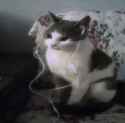 22 KB