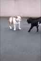 1.66 MB