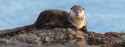 155 KB