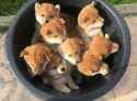 84 KB