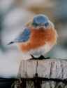 503 KB