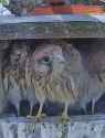 3.79 MB